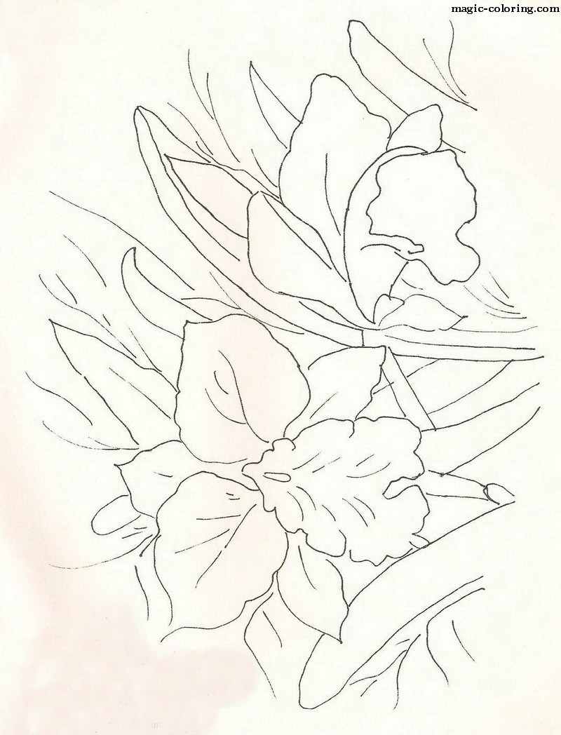 Download MAGIC-COLORING | Orchid Flower Coloring Pages