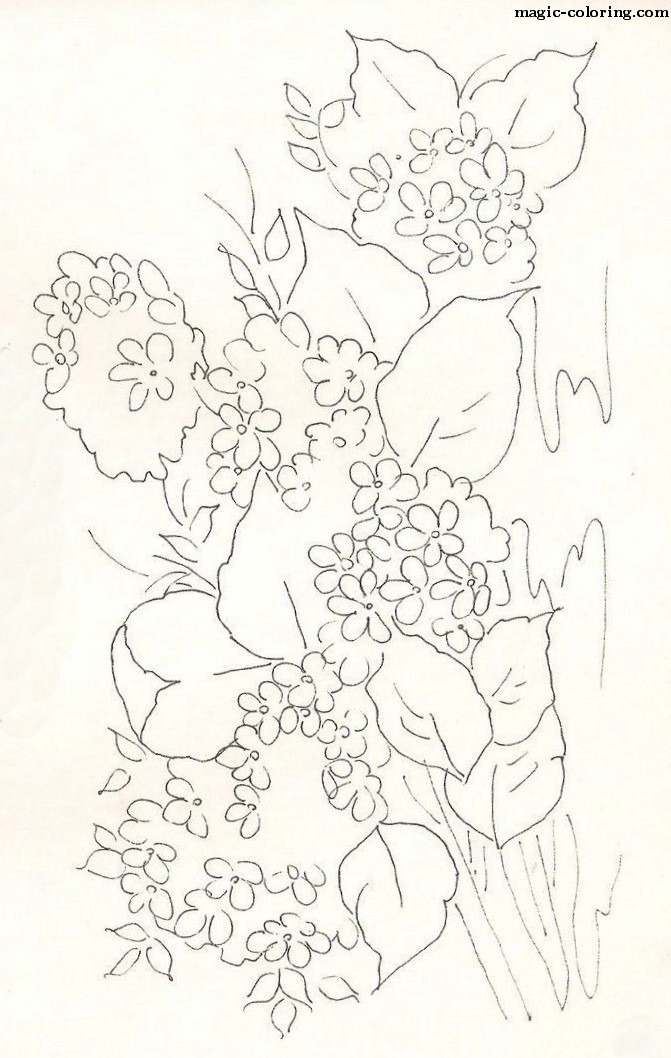 Сирень рисунок раскраска
