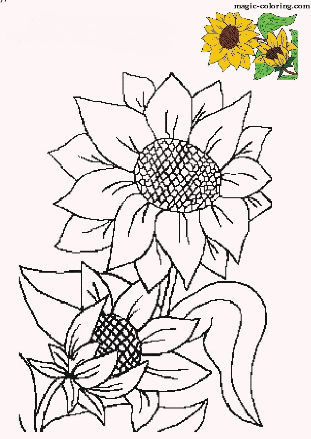 Sunflower For Coloring Coloring Pages Sunflower For Coloring Coloring Pages