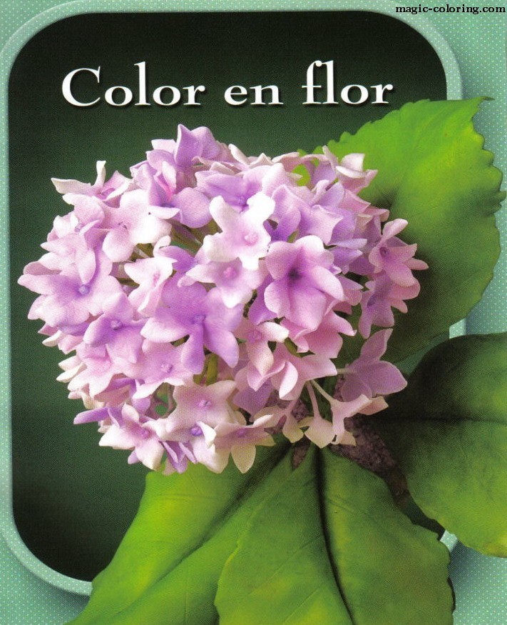magic coloring hortensia hydrangea flower template