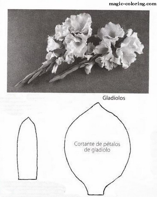 gladiolus-flower-on-behance-gladiolus-flower-gladiolus-flower