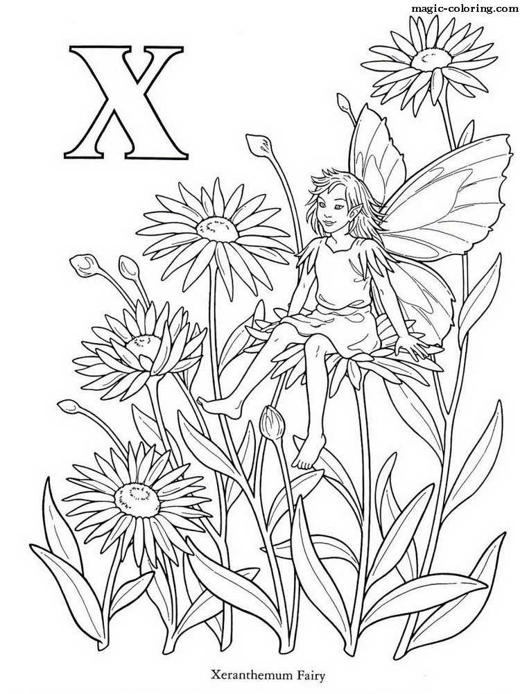 Xeranthemum Fairy Image