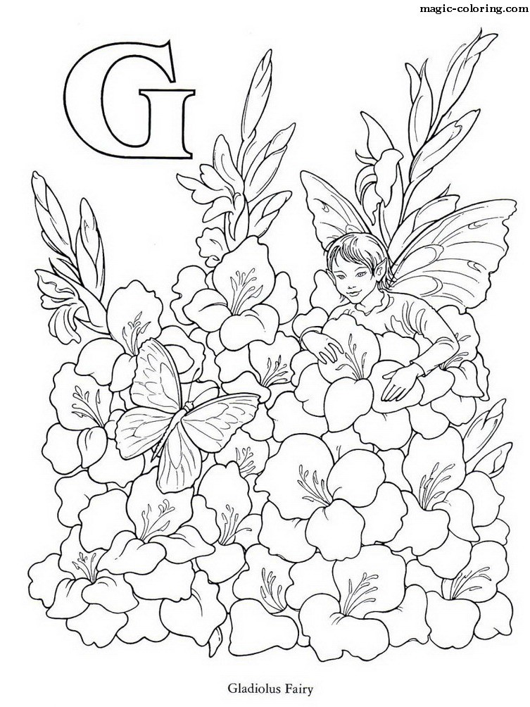 Gladiolus Fairy Image