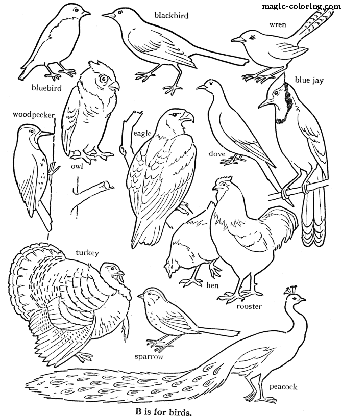 Quick Coloring Pages for Various Birds