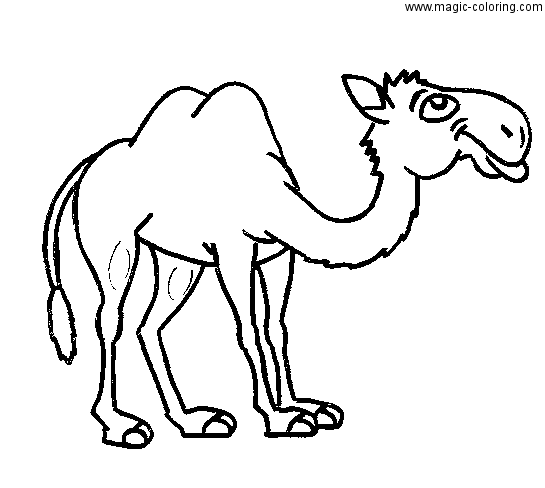 Happy Camel