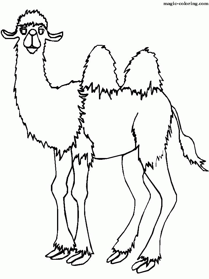 Standing Cartoon Camel