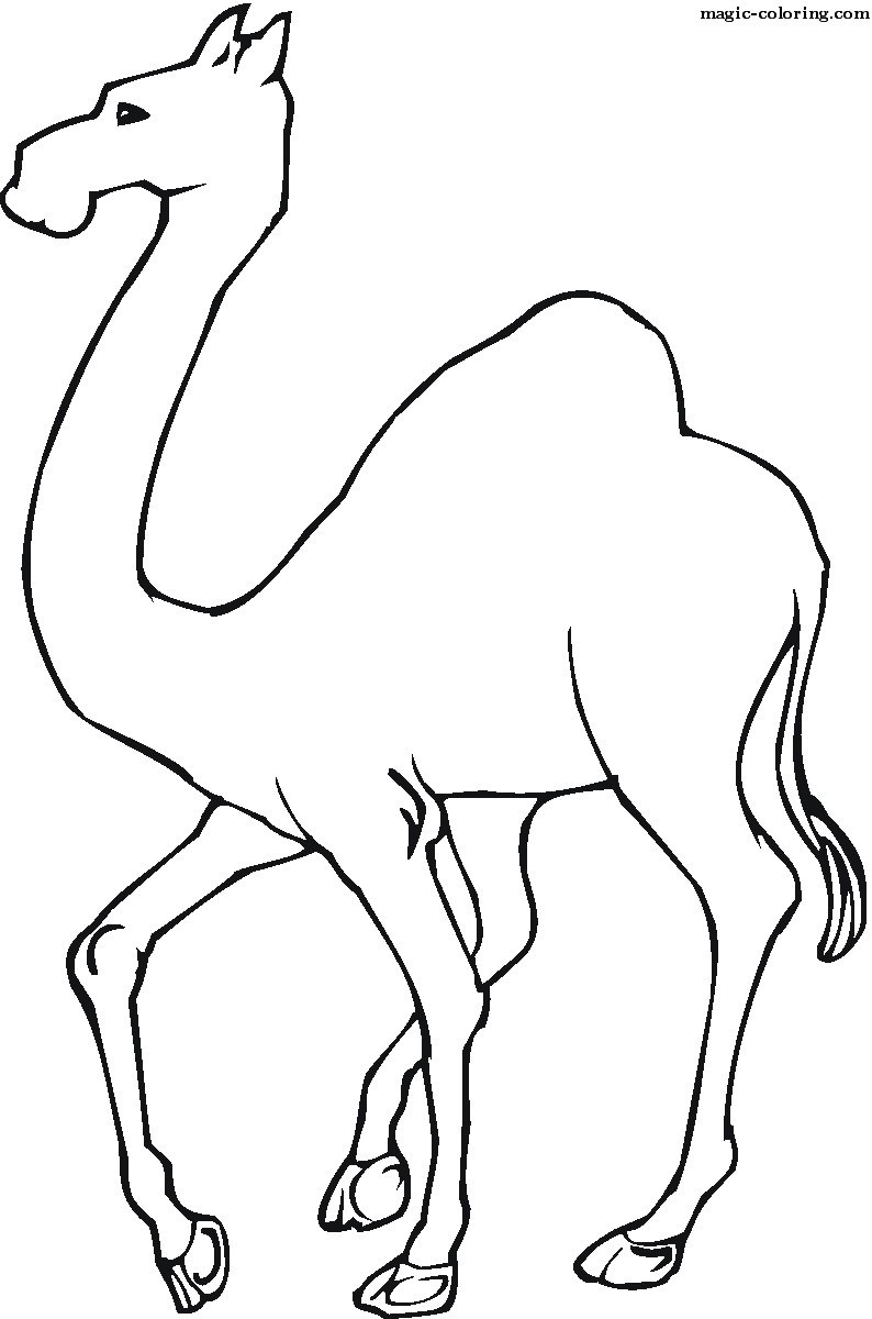 Camel For Coloring