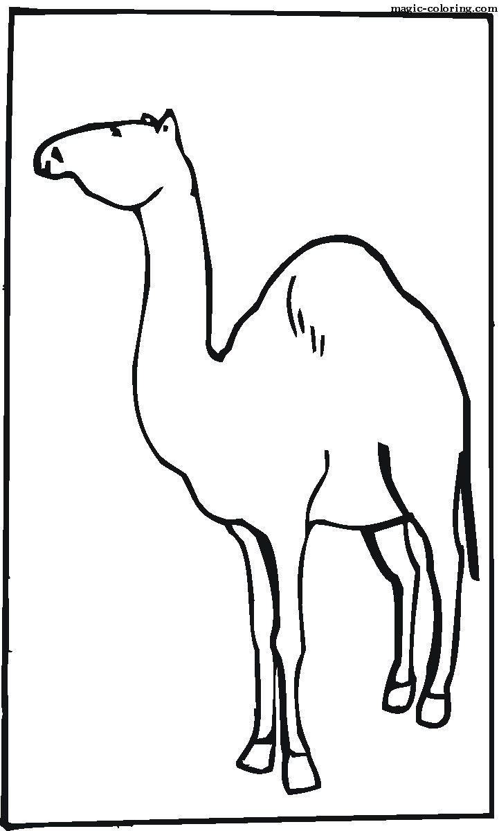 Vector Camel 