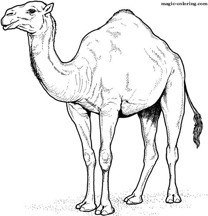 Quick Camel Coloring