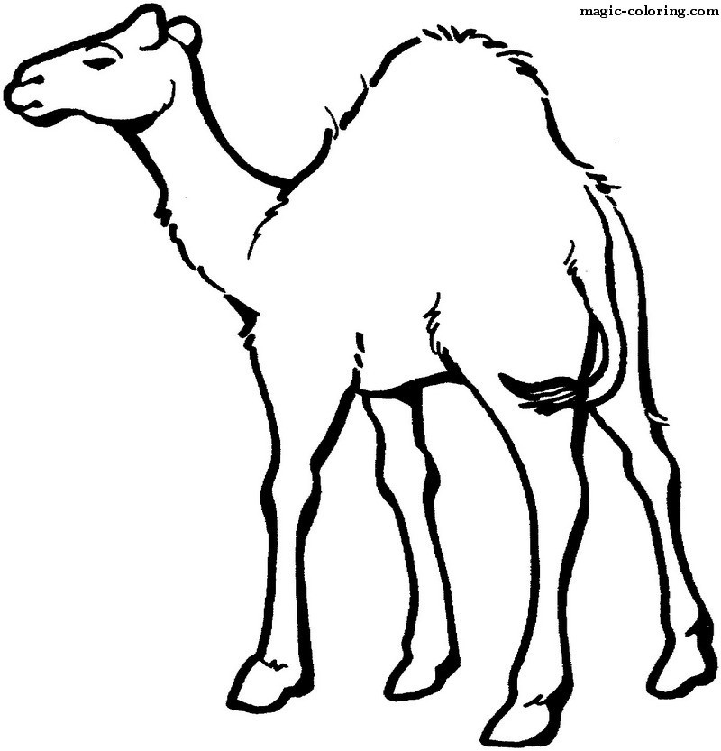 Fast Camel standing coloring page