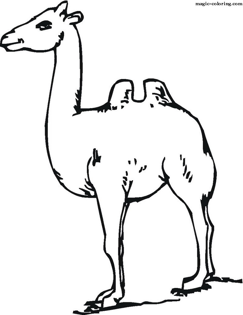 Easy Camel Coloring