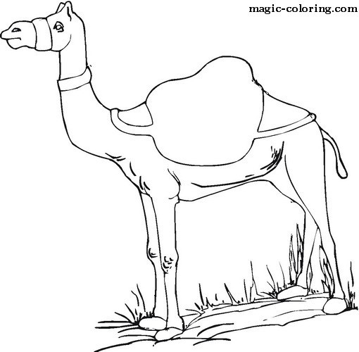 Camel Standing Waiting to be Colored Fast