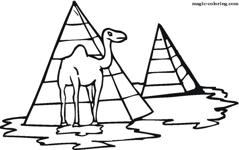 Camel in front of Pyramides