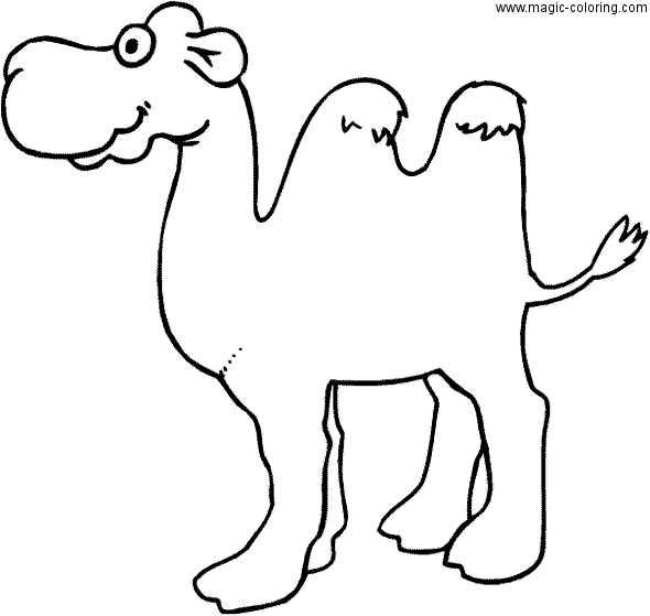 Desert Camel