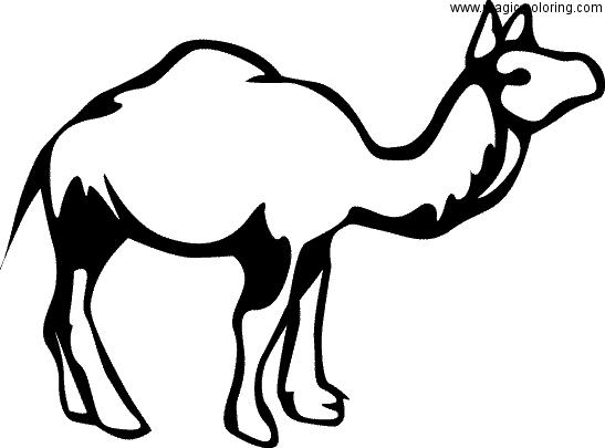 Vector Camel for Coloring