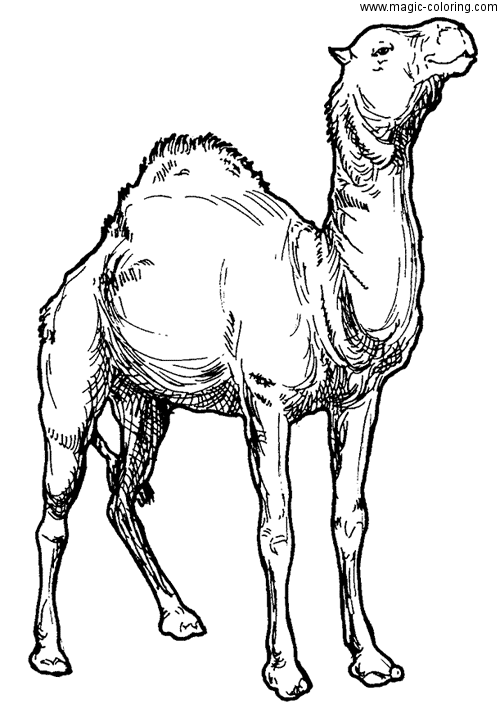 Proud Camel Waiting for Coloring