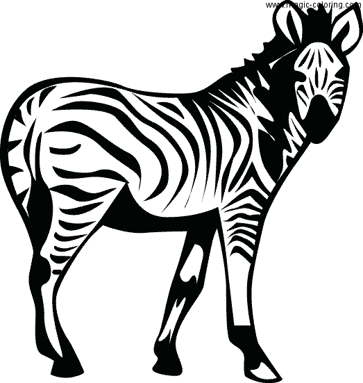 Zebra Looking Back