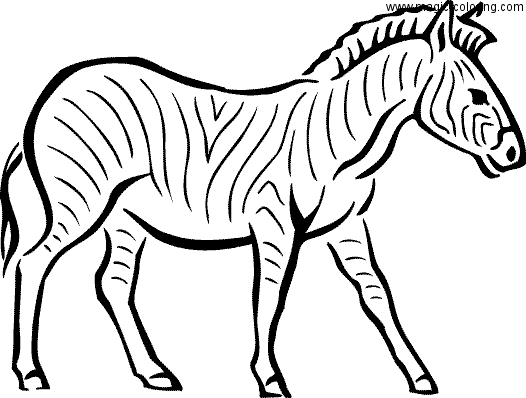Fast Zebra