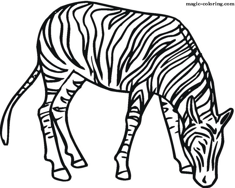 Snooper Zebra