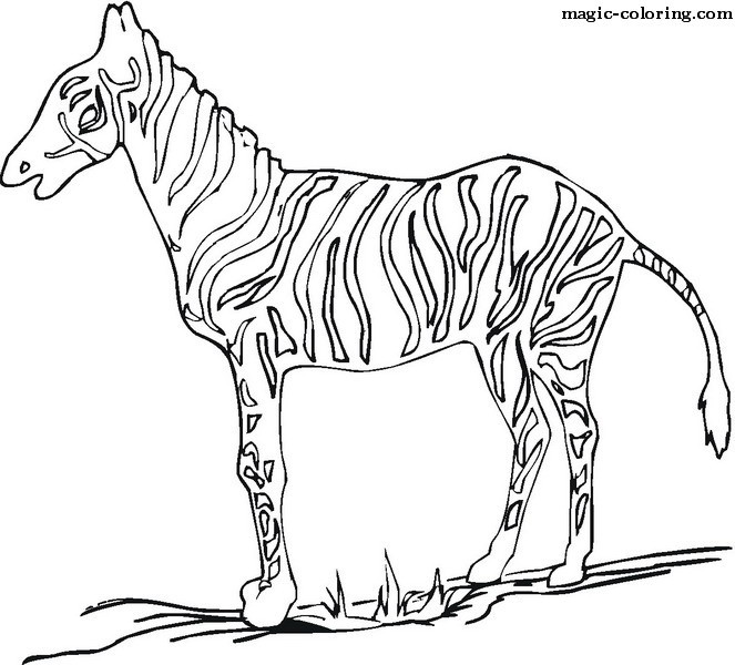 Standing Zebra