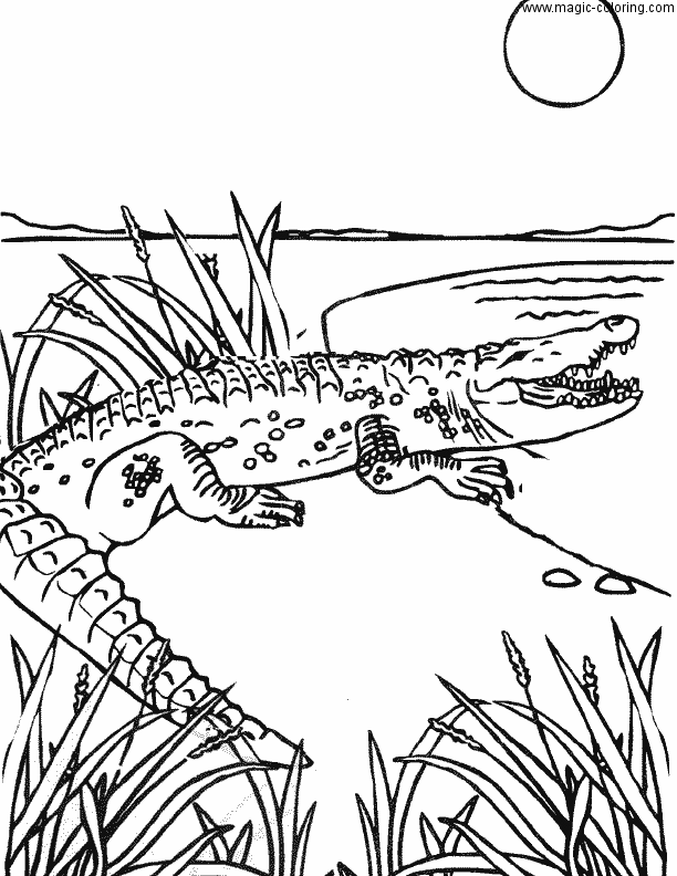 Aligator near Lake