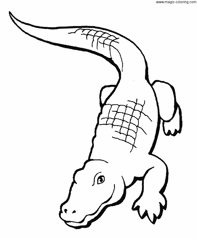 Vector Aligator