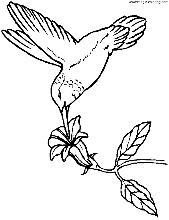 Colibri Bird