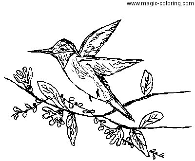 Bird Colibri