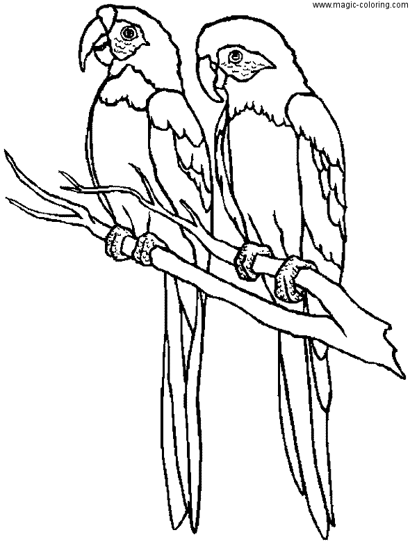 Parrots Sitting on Branch