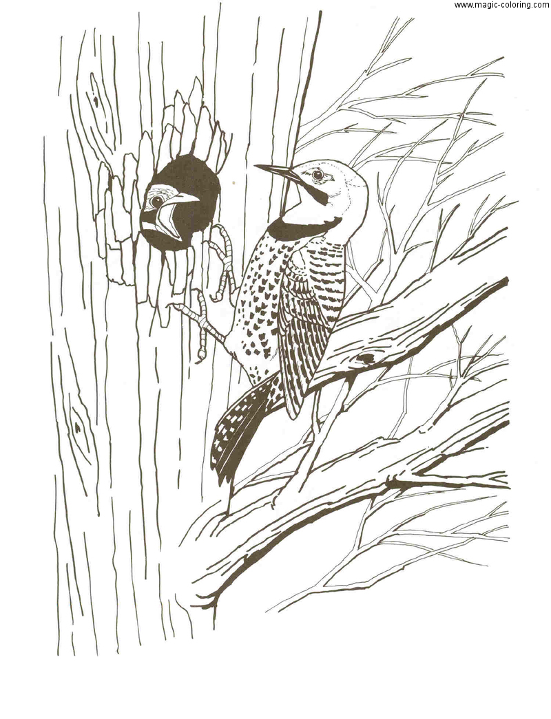 Flicker Bird