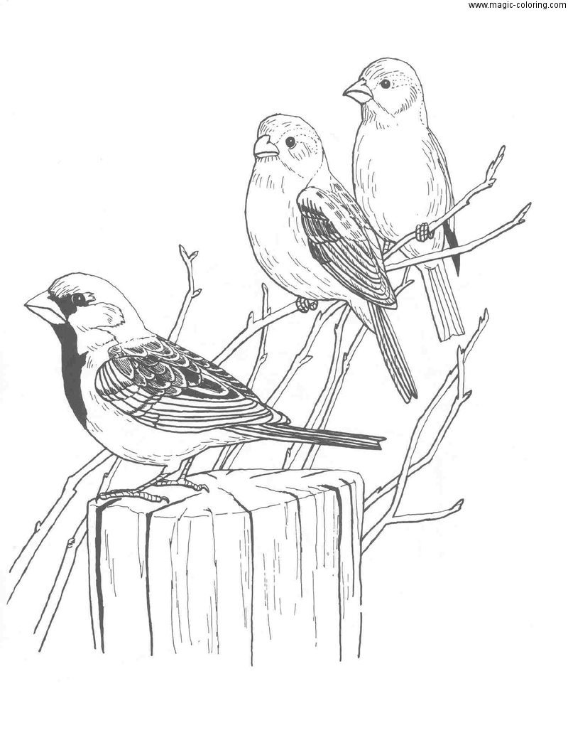 Three House Sparrows