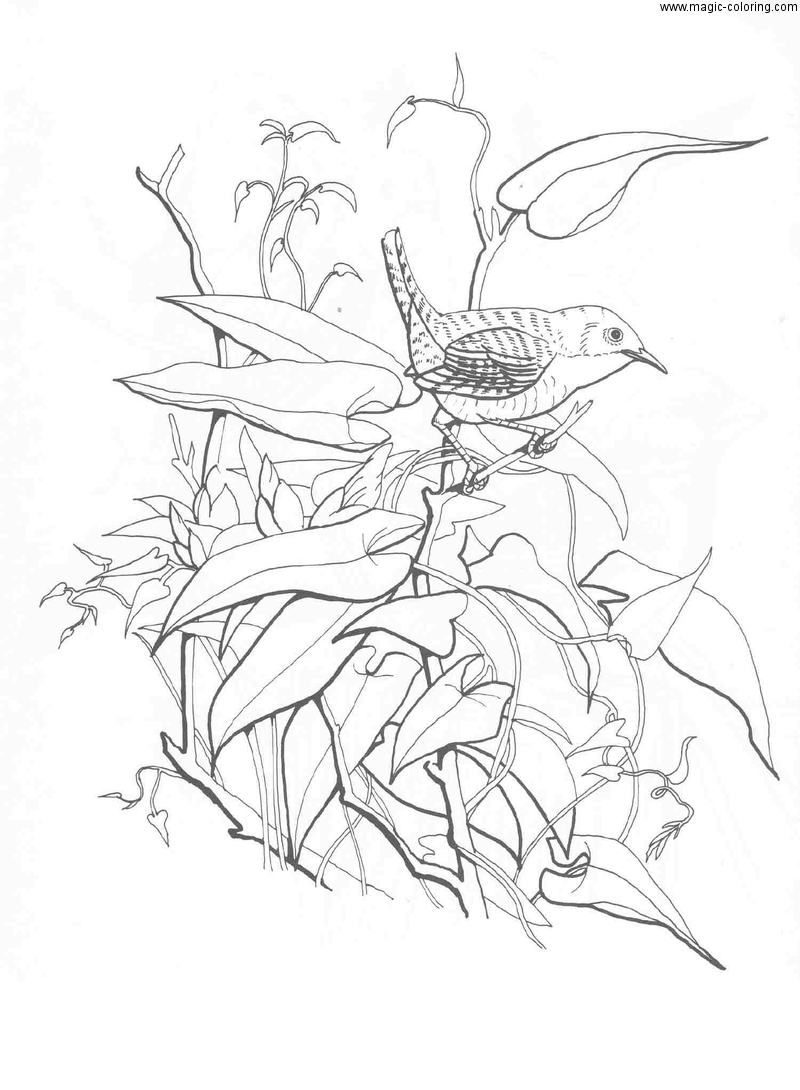 House Wren Bird