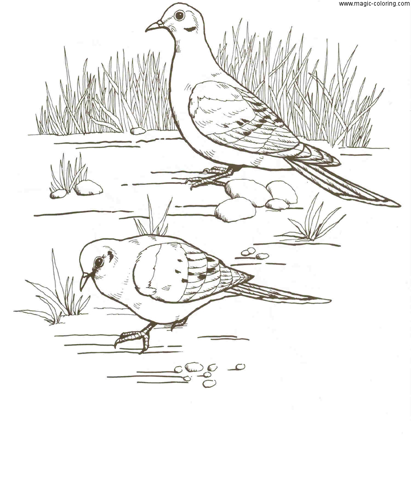 Pigeon