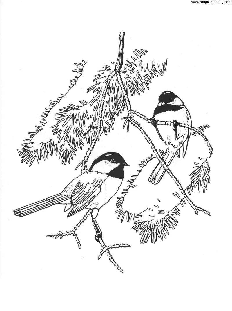 Chickadee Bird