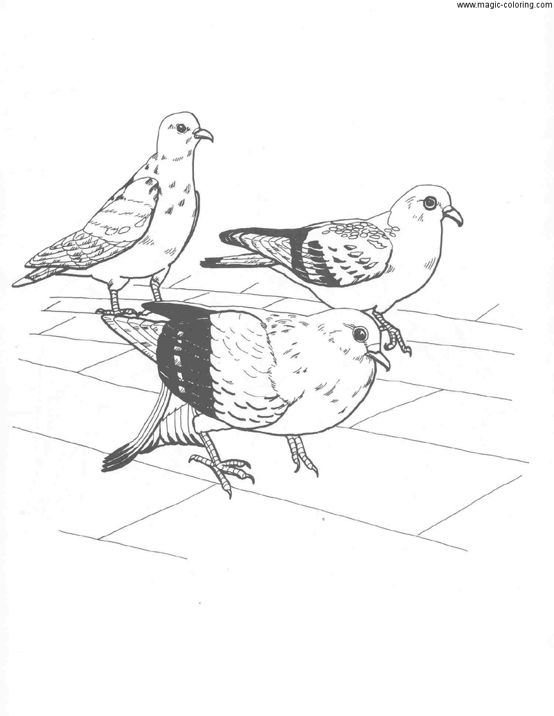 Three Pigeons