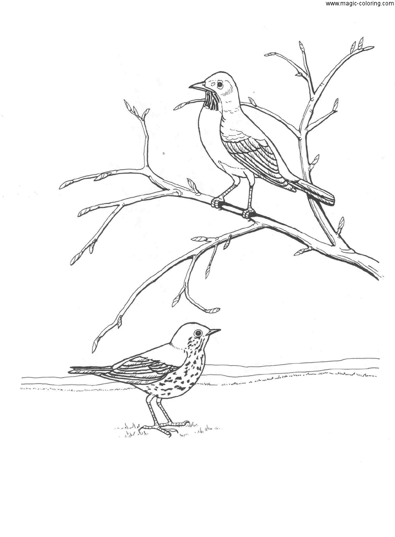 Magic Coloring - Robin Bird Coloring