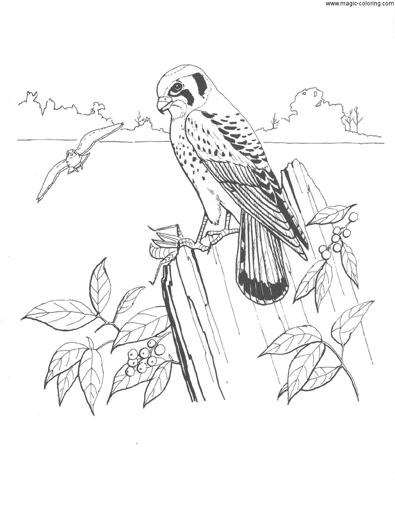 American kestrel