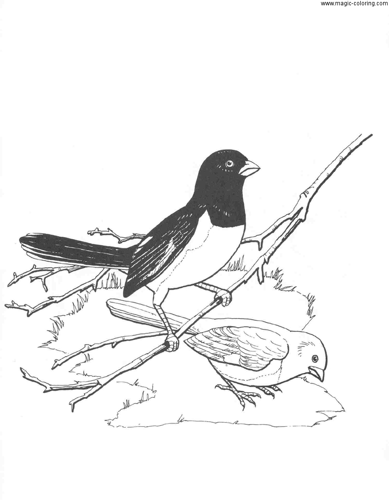 Eurasian Magpie