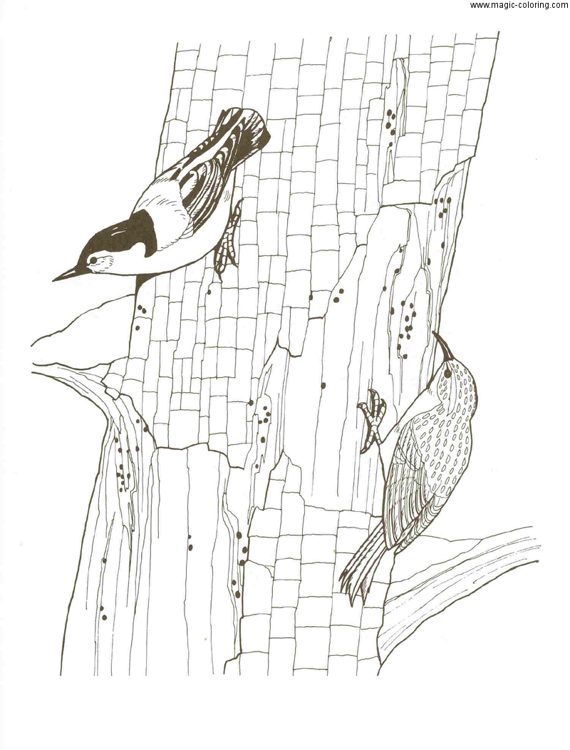 Two Woodpeckers