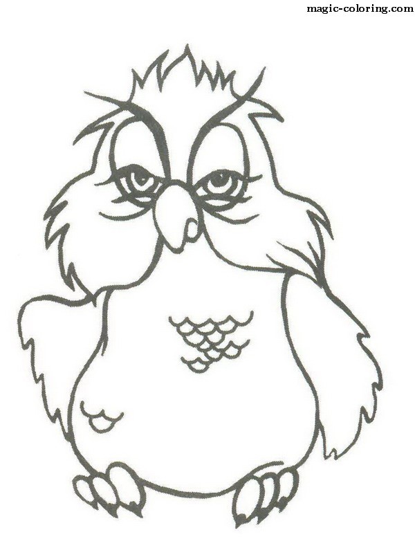 Owl