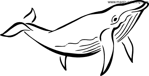 Whale