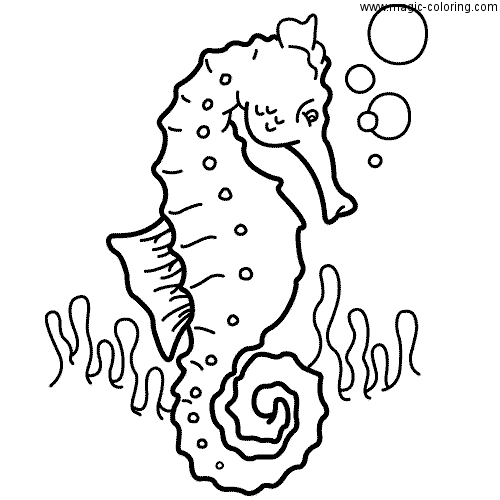 SeaHorse