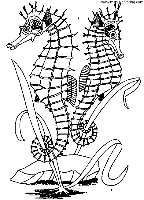 Two Sea Horses