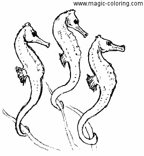 Three Sea Horses