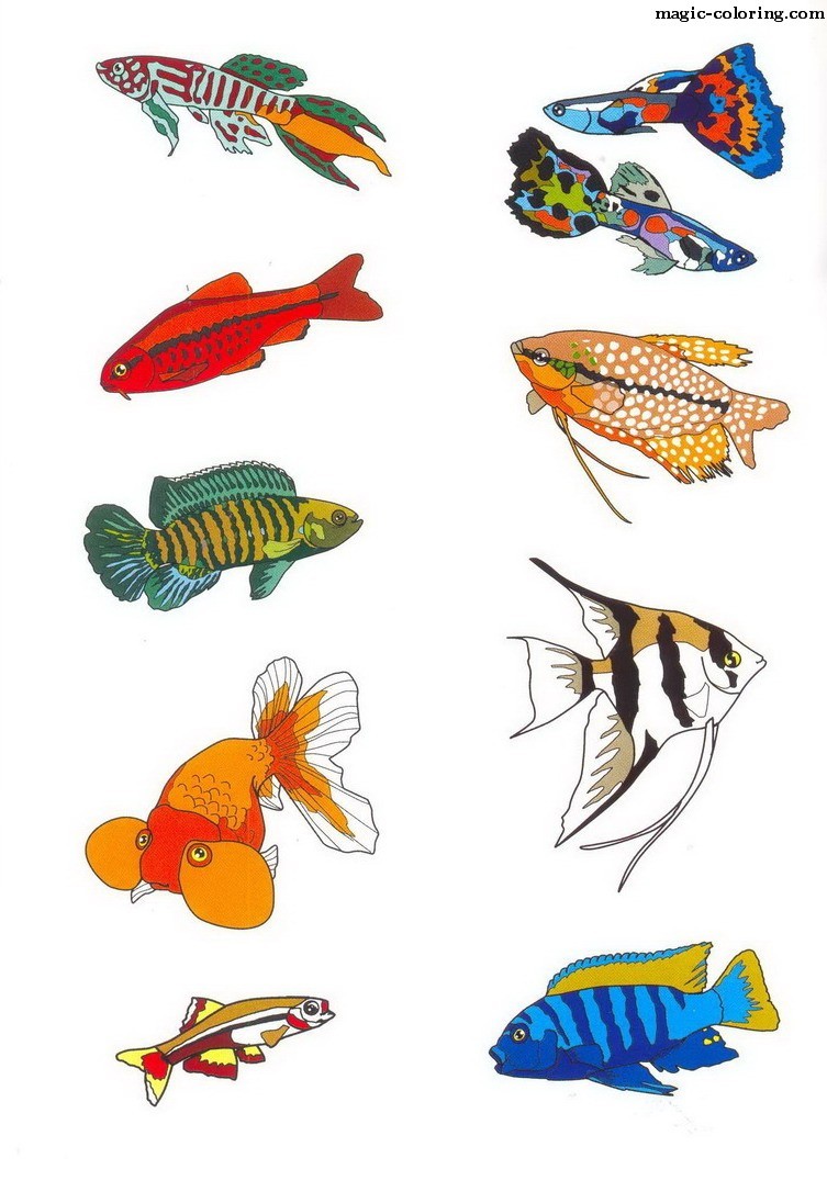 Aquarium Fish Pictures (Part 1)