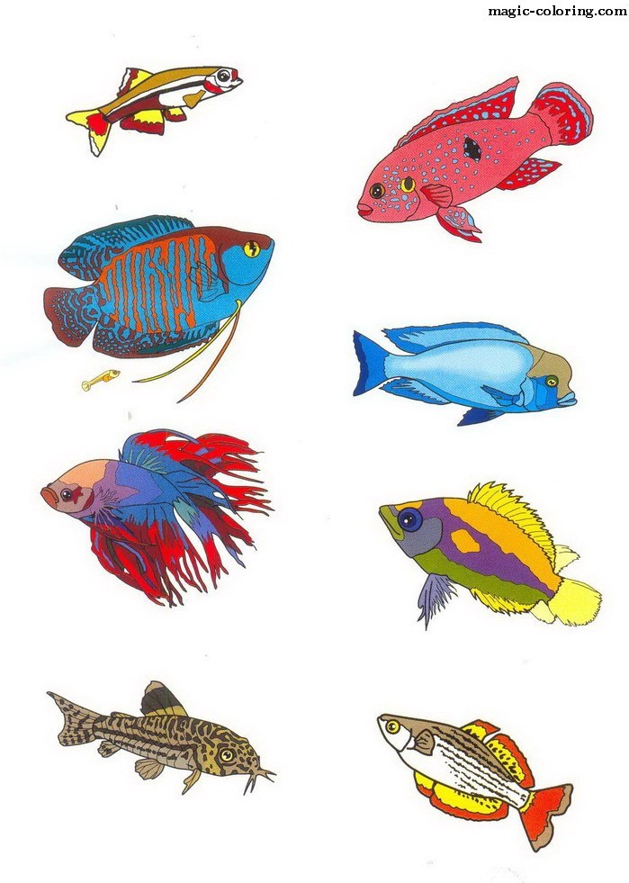 Aquarium Fish Pictures (Part 2)
