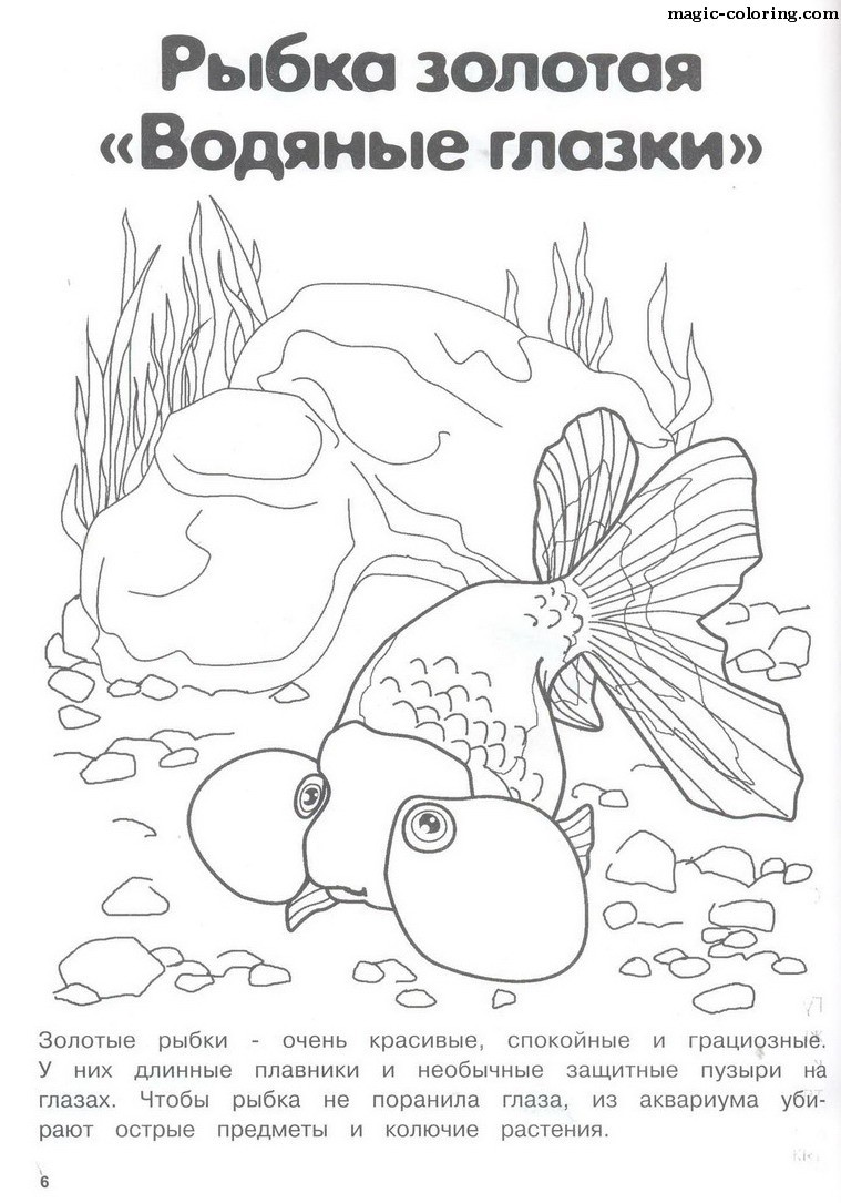 Bubble Eye Goldfish