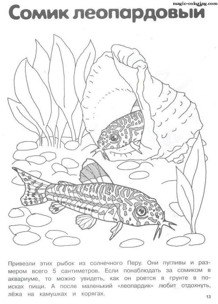 Leopard catfish