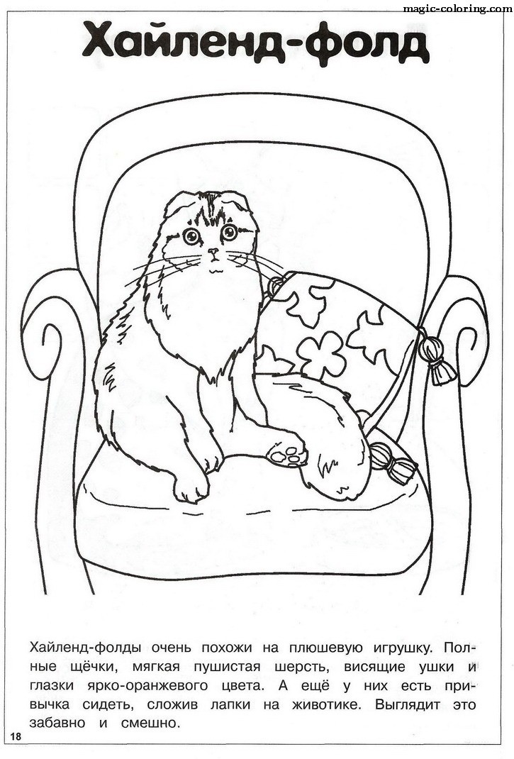 Highland fold Cat Sitting on Arm-chair