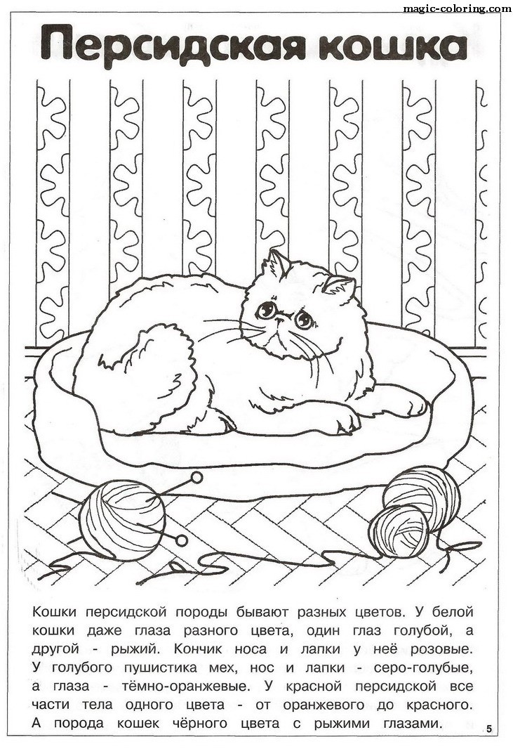 Persian Cat sitting at Home